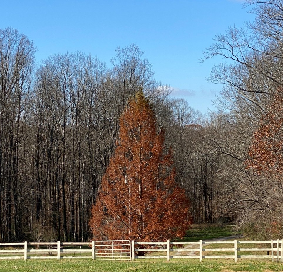 Redwood Farm